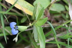 Commelina diffusa